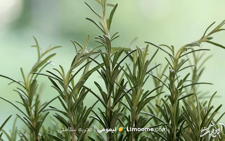 خواص رزماری برای سلامت بدن